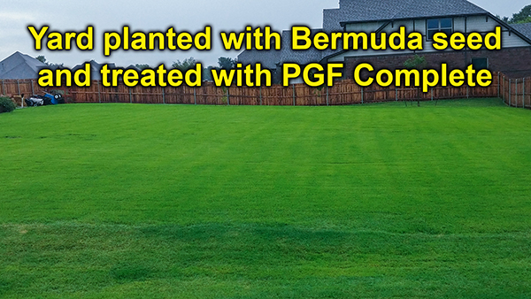 Bermuda lawn grown from seed