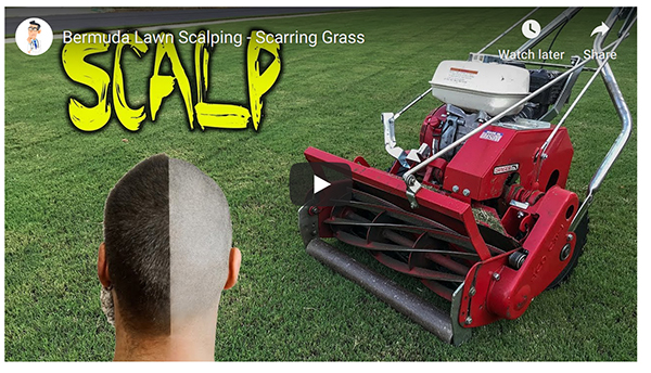 scalp marks in lawn
